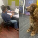 BiiggBang-Announced-Pet-Friendly-Office-for-its-Employees
