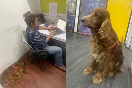 BiiggBang-Announced-Pet-Friendly-Office-for-its-Employees